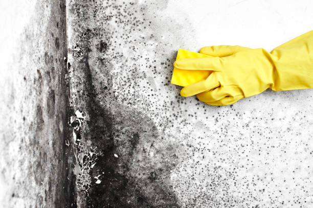 Best Mold Testing  in Briggs, OK