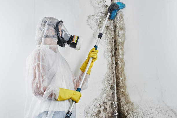 Best Fast Mold Removal  in Briggs, OK