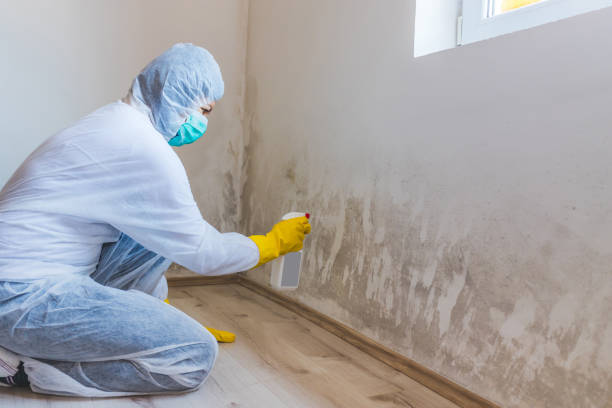 Best Certified Mold Removal  in Briggs, OK
