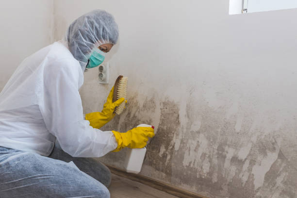 Home Mold Removal in Briggs, OK