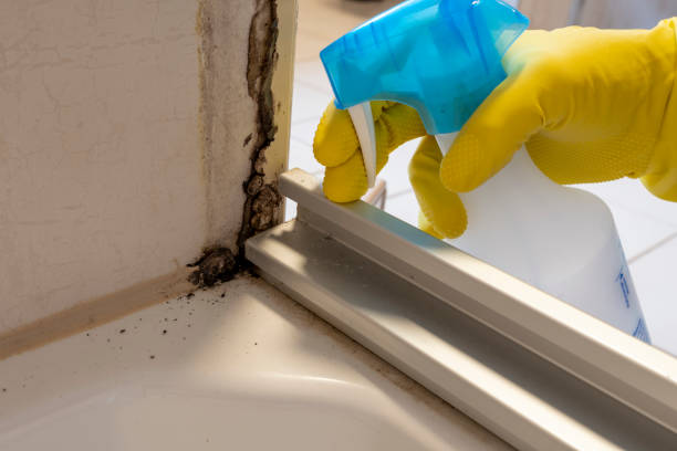 Best Mold Remediation  in Briggs, OK