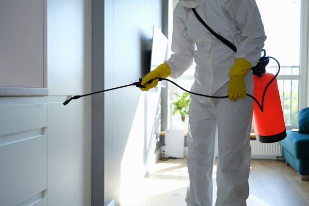 Best Same-Day Mold Removal  in Briggs, OK