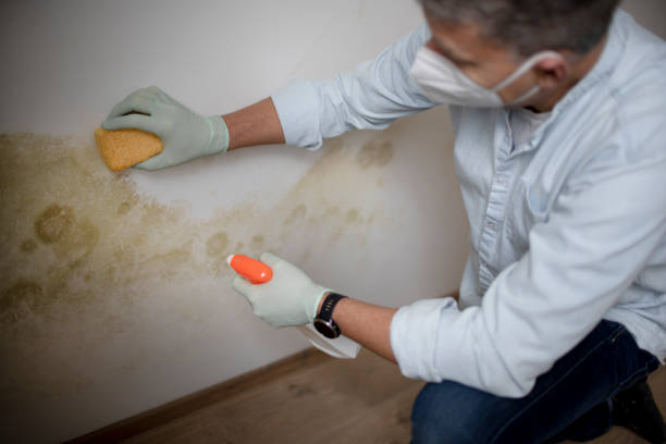 Best Office Mold Removal Services  in Briggs, OK