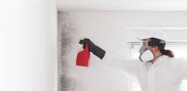 Best Mold Damage Repair  in Briggs, OK