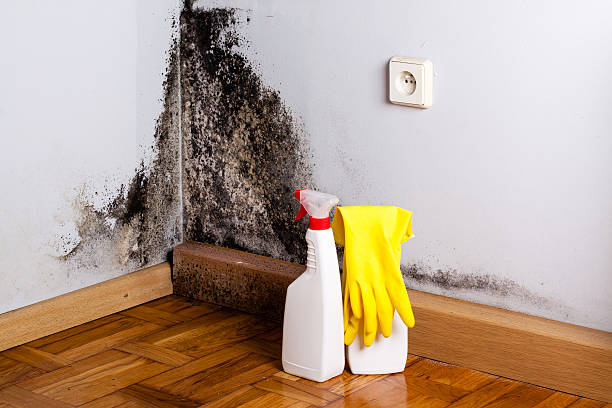 Best Commercial Mold Removal  in Briggs, OK